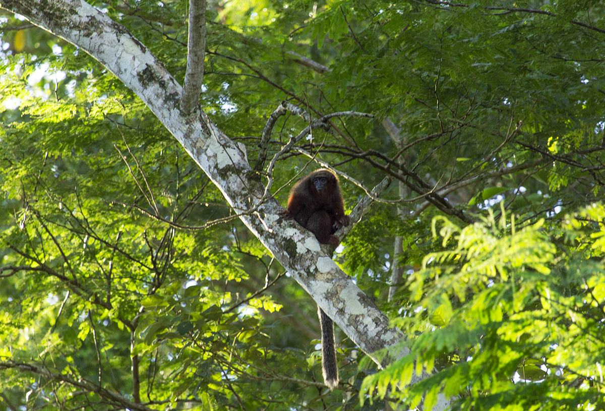 Habitat-Primates-CentrodeRescate-Loreto-RioAmazonas-Foto.GuntherFelix –  Rumbos de Sol & Piedra