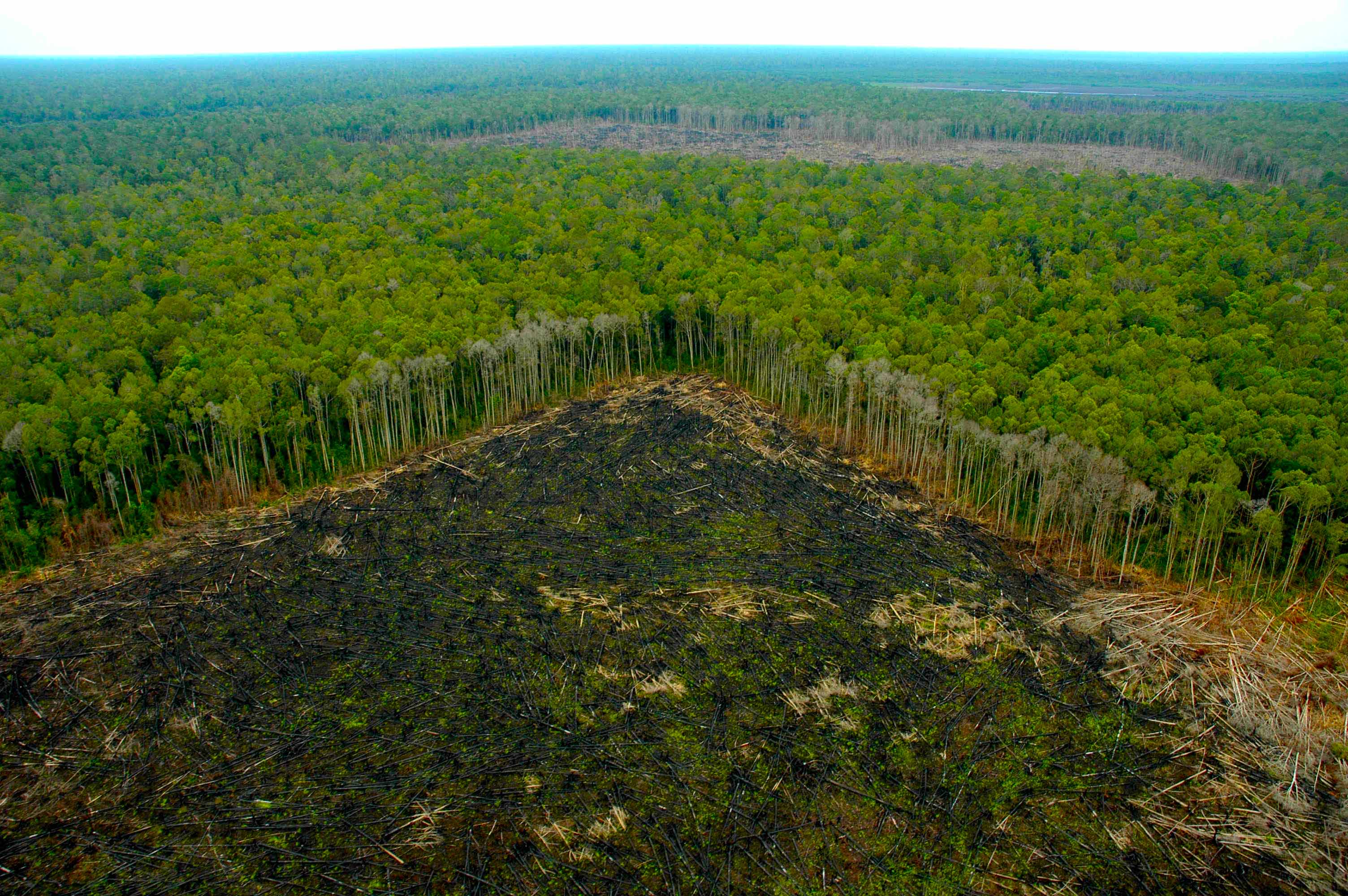 Обезлесивание. Долина Мехико обезлесение. Вырубка тропических лесов Амазонии. Обезлесение Бразилии. Обезлесение Амазонка.