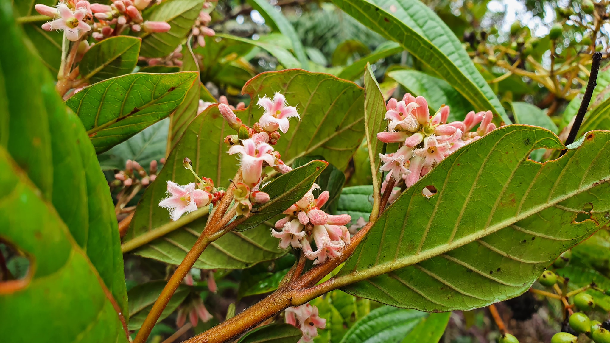 Conoce los remedios naturales del Perú