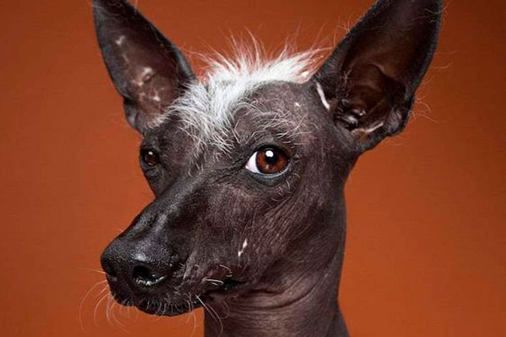 Лысая собака название. Мексиканская хохлатая собачка. Порода ксоло. Ксолоитцкуинтли порода. Мексиканский ксоло.