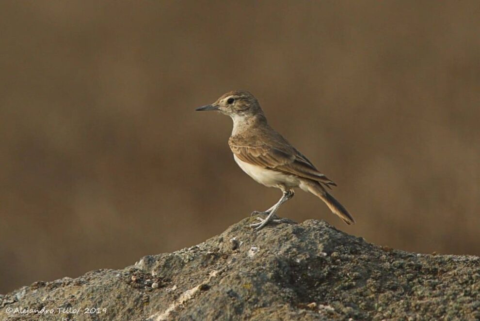 Surapampu Insect Comunidad de Asia transforma el desierto de Sarapampa en un paraíso ...